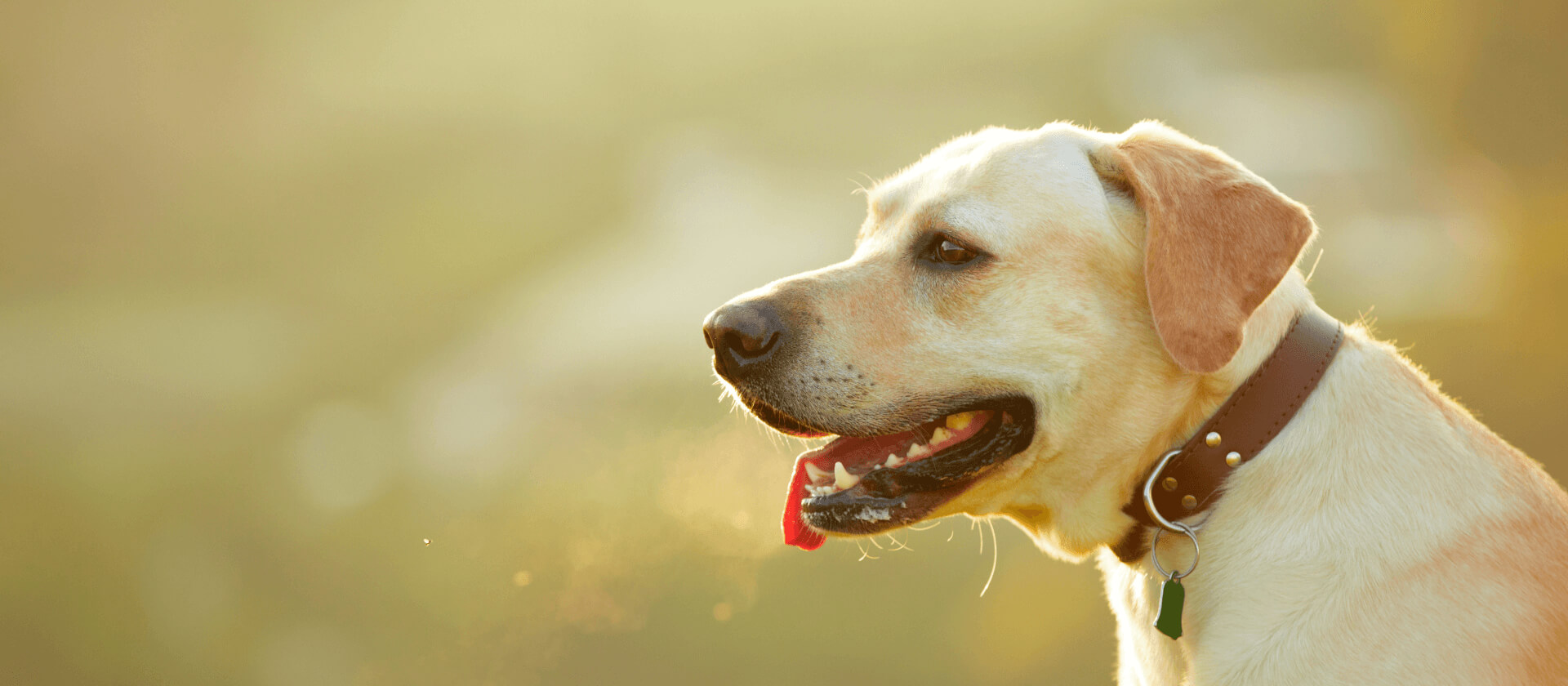 Dunwoody Animal Medical Center