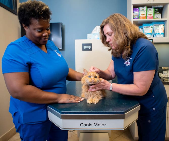 Dunwoody Animal Medical Center - Cat Services - Veterinarian