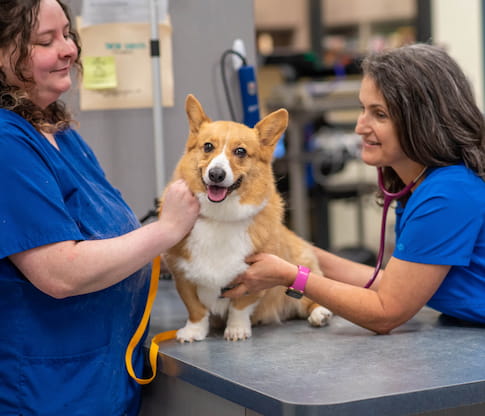 Dunwoody Animal Medical Center - Preventive Care for Dogs and Cats - Veterinarian