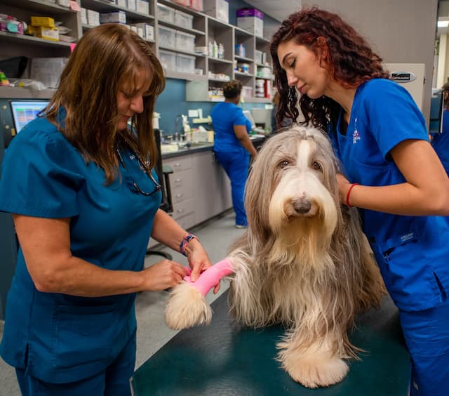 Dunwoody Animal Medical Center - Dog Services - Veterinarian