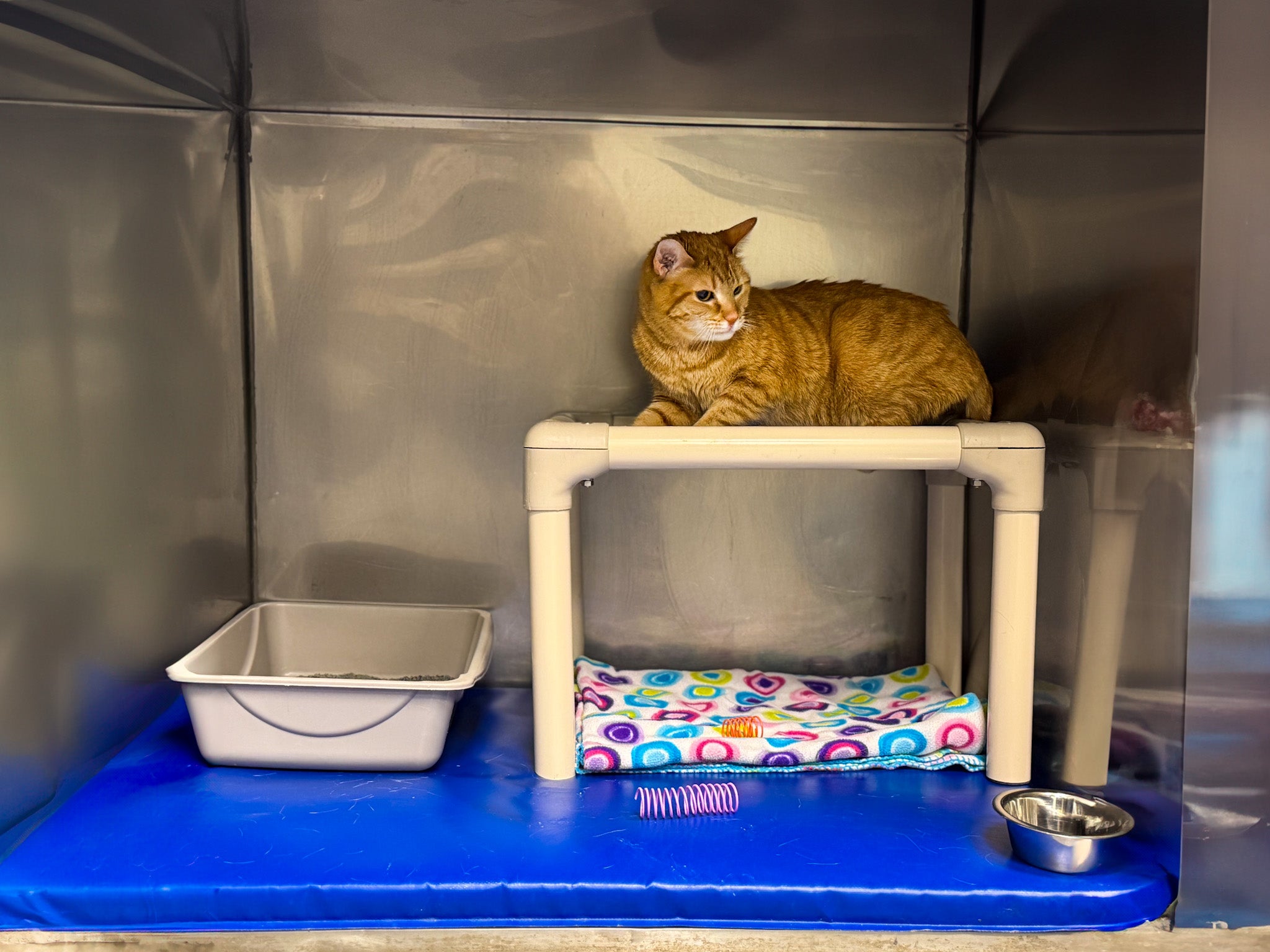 Cat Boarding Dunwoody