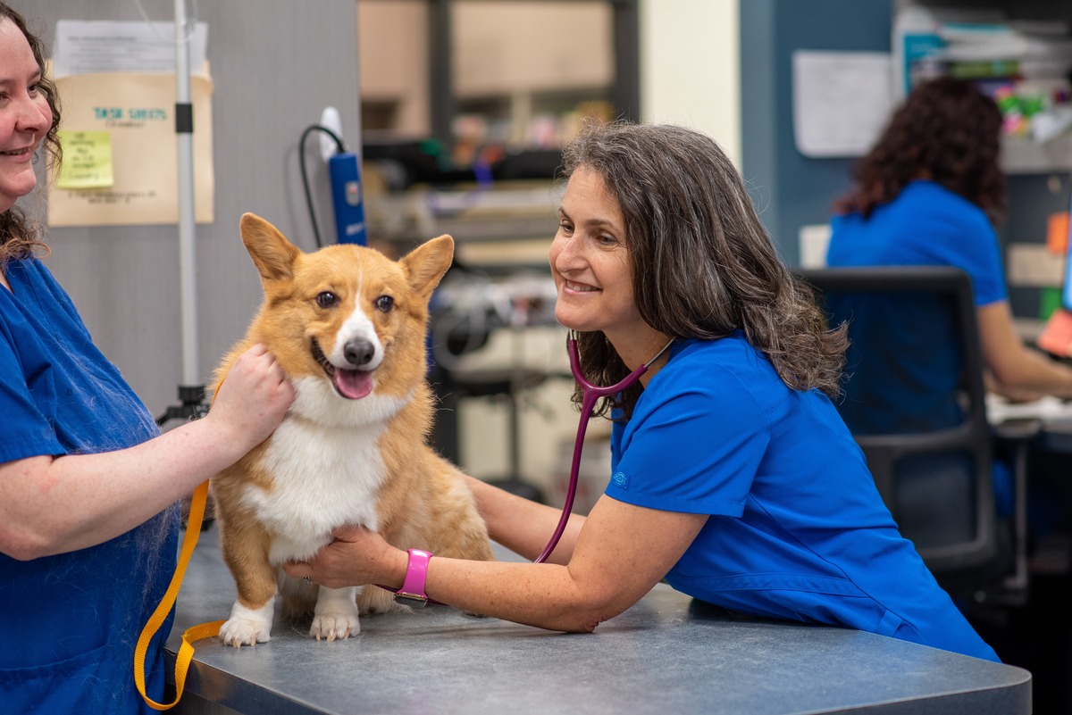 Corgi Checkup