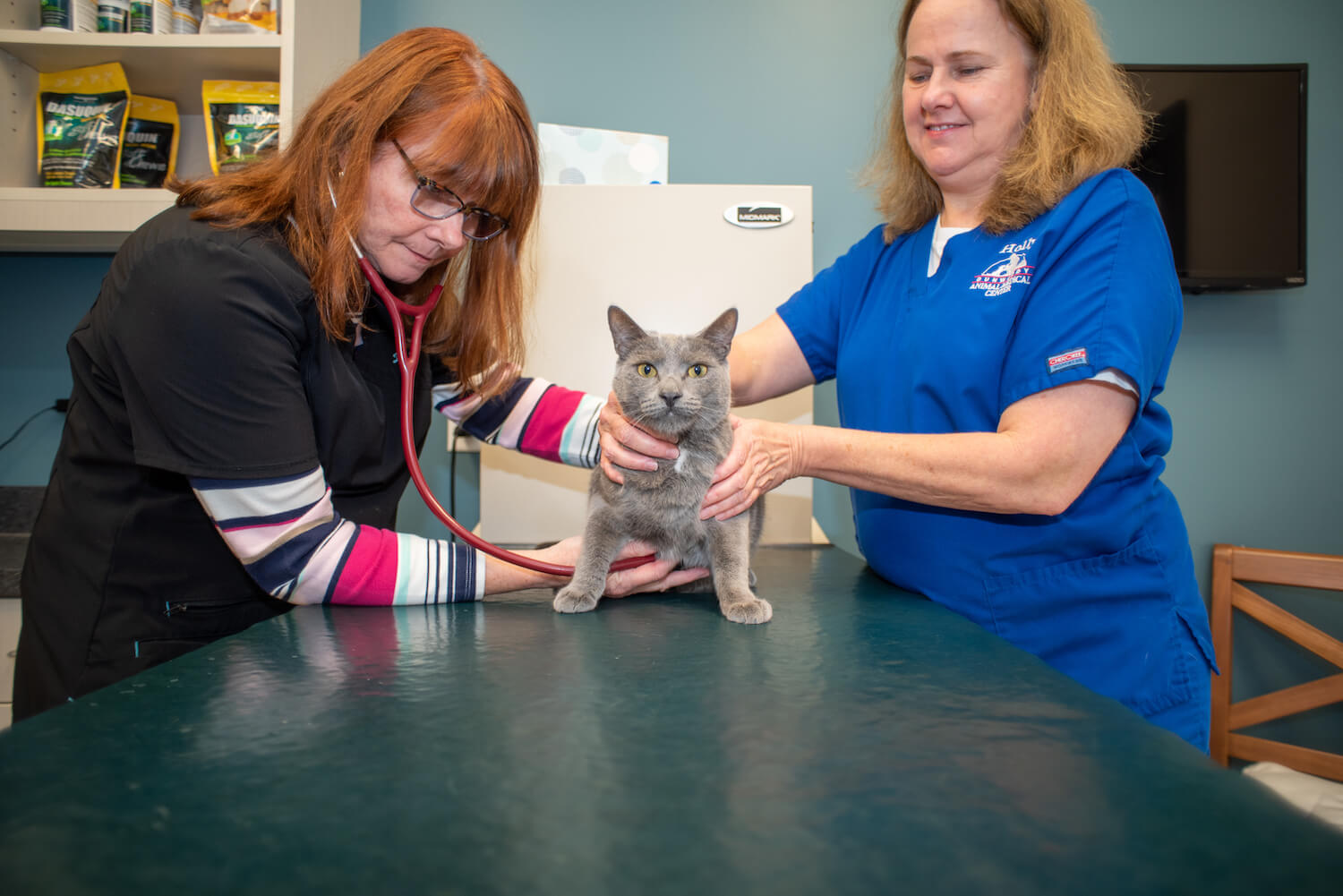 Dunwoody Veterinarian Cat Exam