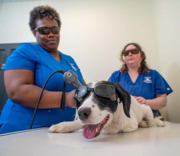 Dunwoody Animal Medical Center Dog Laser Therapy