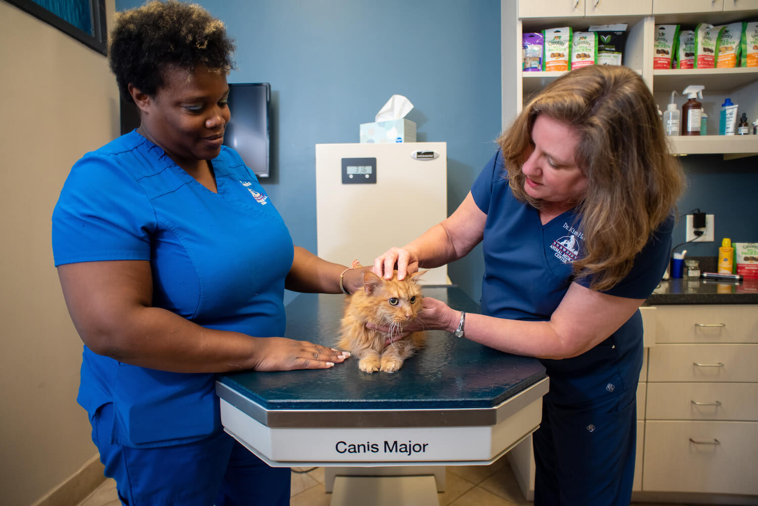 Dunwoody Animal Medical Center Cat Exam