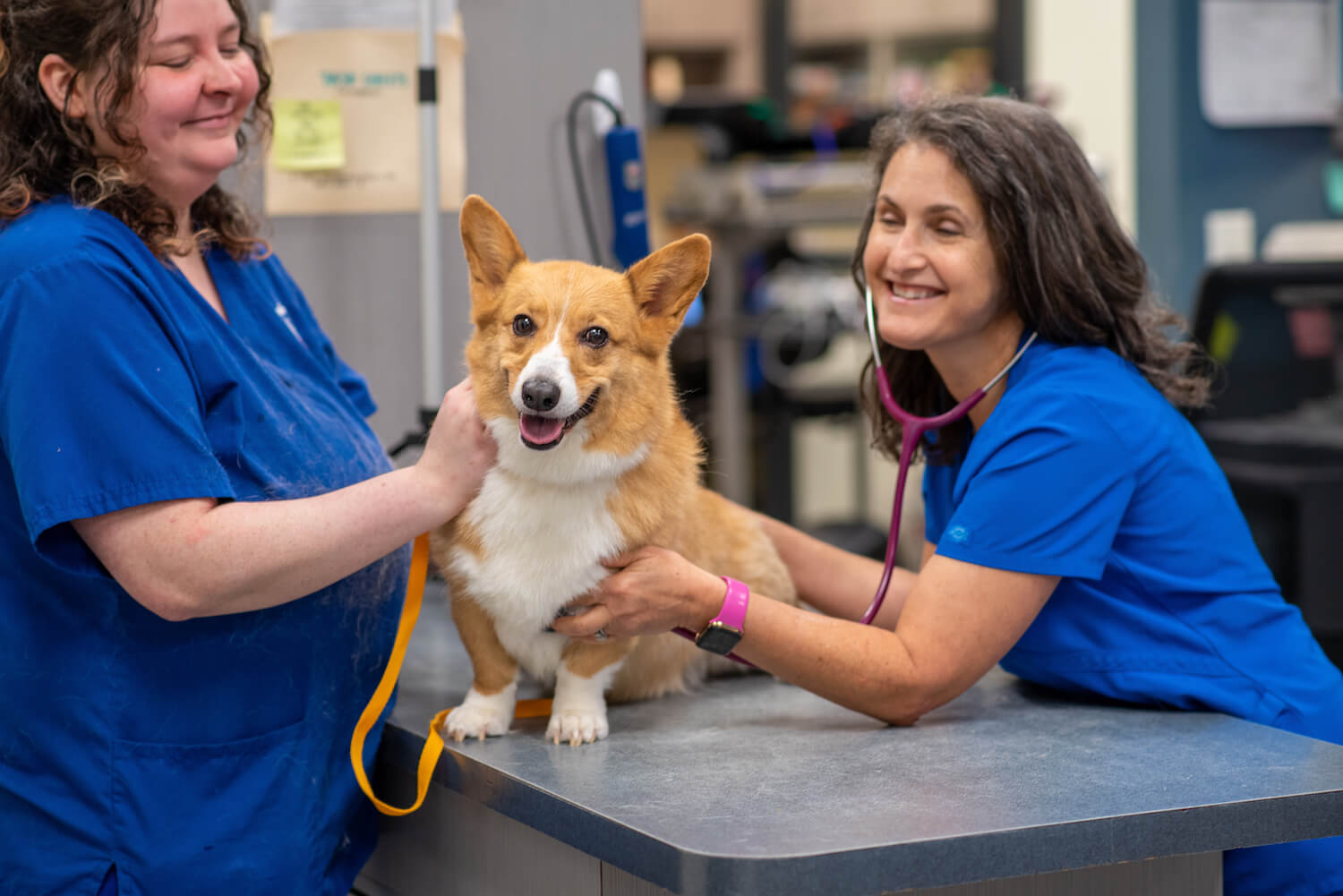 Dunwoody Animal Medical Center Dog Exam