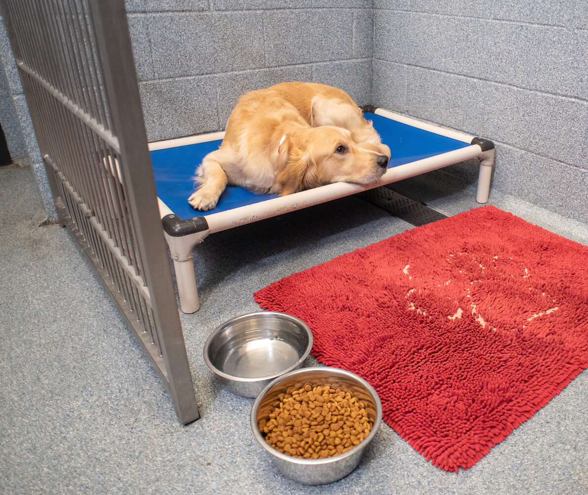 Medical dog sales boarding near me