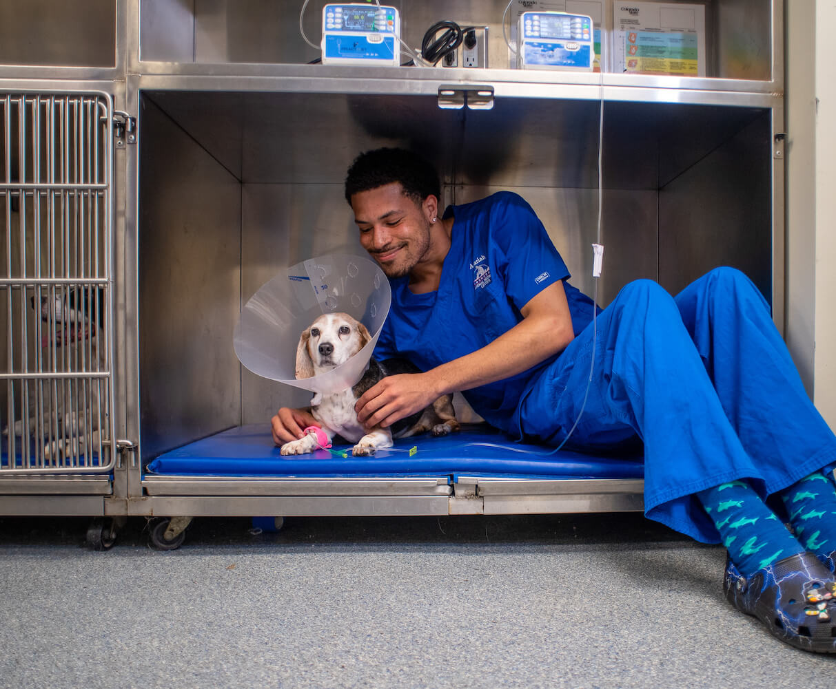 Dunwoody Animal Medical Center Dog Surgery Recovery