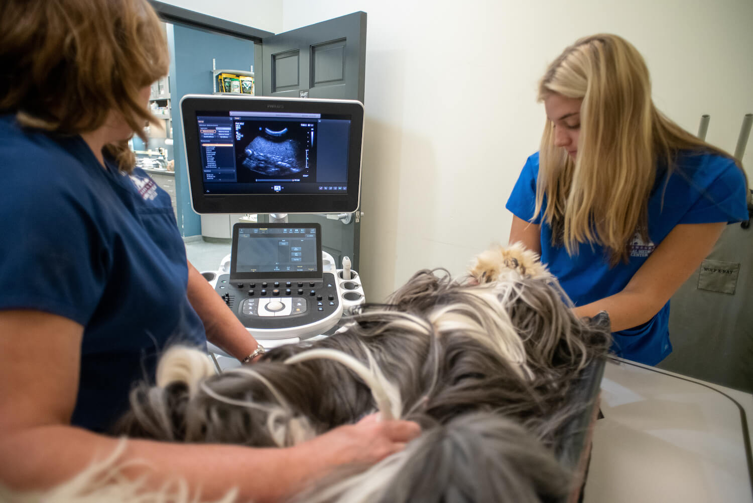 Dunwoody Animal Medical Ultrasound Dog