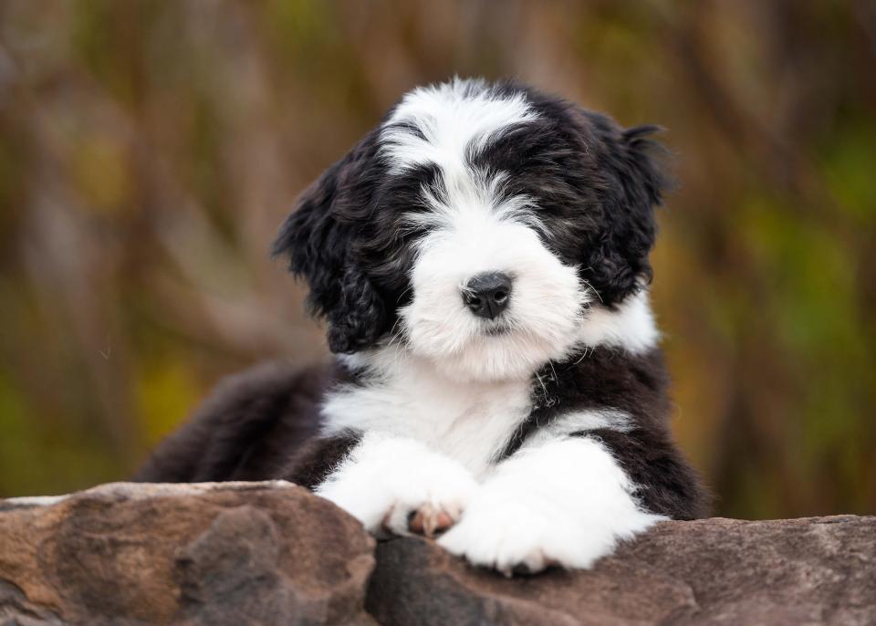 Puppy Care