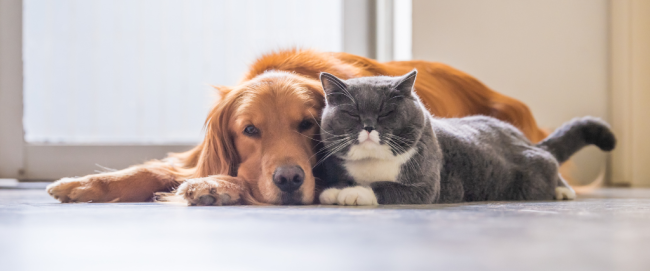 Happy dog and cat