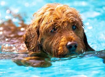 Dunwoody Animal Medical Center: Top Rated Dunwoody Veterinarians Dunwoody Animal Medical Center: Top Rated Dunwoody Veterinarians