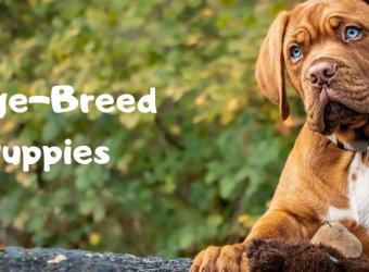 Dunwoody Animal Medical Center: Top Rated Dunwoody Veterinarians Dunwoody Animal Medical Center: Top Rated Dunwoody Veterinarians