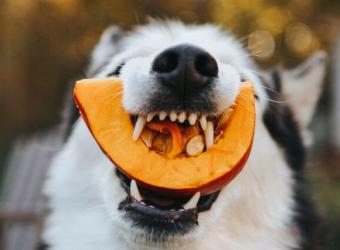 Can Dogs Eat Pumpkin? What to Know About Adding Pumpkin to Your Dog’s Diet
